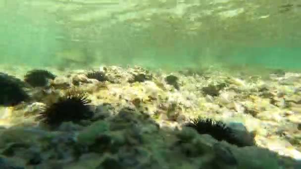 Pianura Subacquea Oceano Sfondo — Video Stock