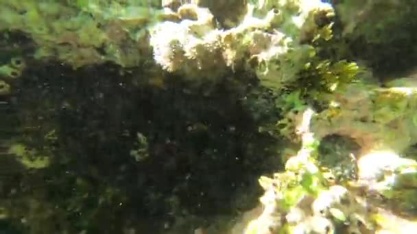 Plain Podvodní Oceán Pozadí — Stock video