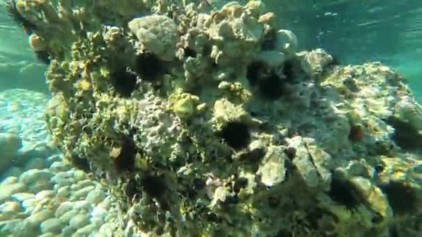 Zwykłe Podwodne Tło Oceanu — Wideo stockowe