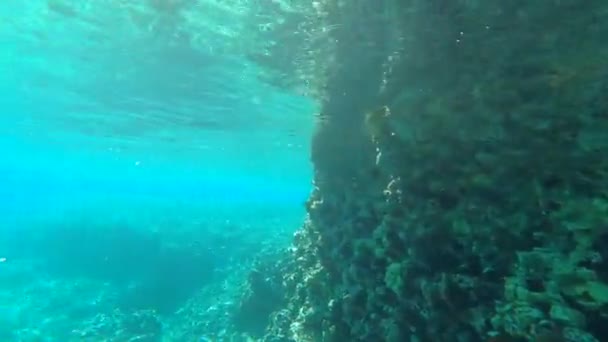 Plain Underwater Ocean Achtergrond — Stockvideo