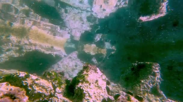 Звичайний Підводний Океан Фон — стокове відео
