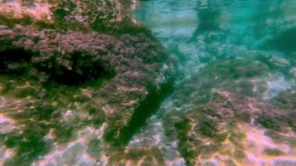 Plain Underwater Ocean Achtergrond — Stockvideo