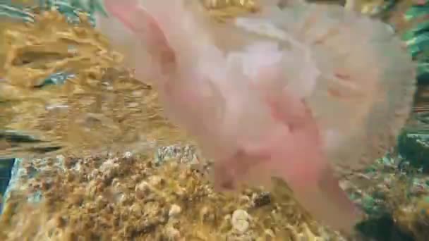 Underwater Pink Jellyfish Close Greece — Stok Video