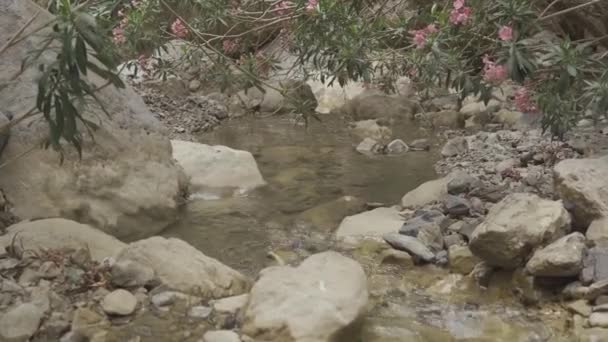 Kis Folyó Kanyon Jasana Barlangban Kurdisztán Irak — Stock videók