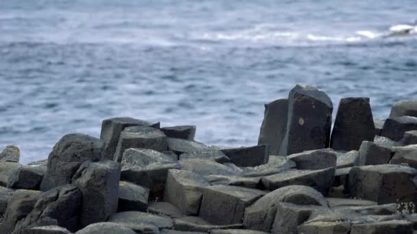 Базальтовые Камни Гигантской Дамбе Северная Ирландия — стоковое видео