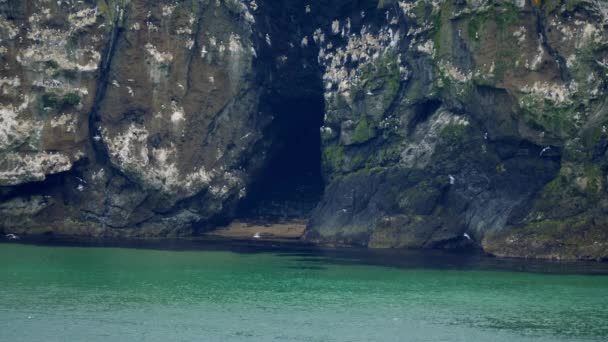北爱尔兰Carrick Rede绳桥海鸥群观点 — 图库视频影像
