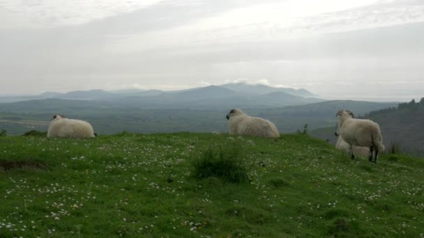 Irish Sheep Hill County Cork Ιρλανδία — Αρχείο Βίντεο