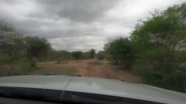 Dirigir Através Namíbia Savana — Vídeo de Stock