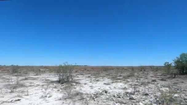 ナミビアのエトシャ国立公園を駆け抜ける — ストック動画