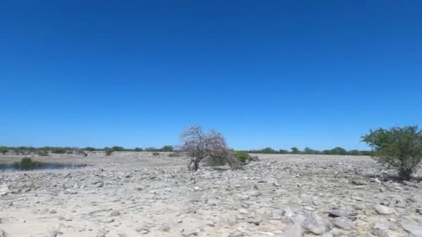Conduciendo Través Del Parque Nacional Etosha Namibia — Vídeos de Stock