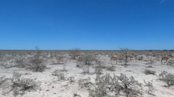 Проезд Через Национальный Парк Этоша Намибии — стоковое видео