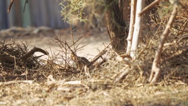 Närbild Bradfields Hornbill Namibia — Stockvideo