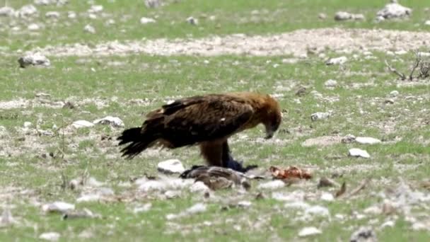 Águila Namibia Naturaleza Salvaje — Vídeo de stock