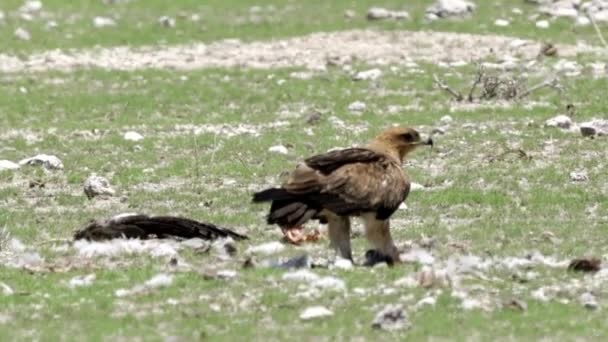 Namibian Eagle Wild Nature — Stock Video