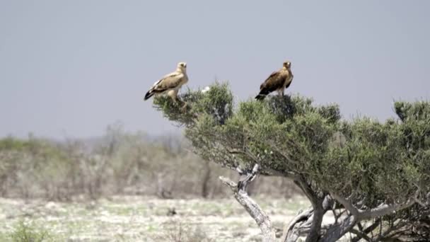 Namibijski Orzeł Dzikiej Przyrodzie — Wideo stockowe
