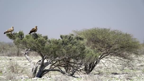 Намібійський Орел Дикій Природі — стокове відео