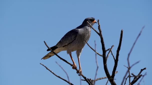 Águila Namibia Naturaleza Salvaje — Vídeos de Stock