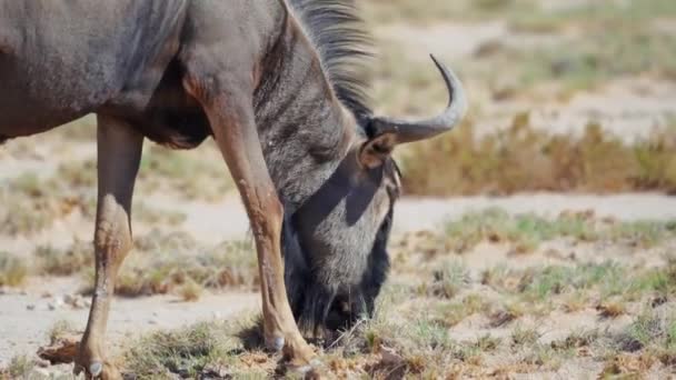 Dzikie Zwierzęta Namibii Afryka — Wideo stockowe