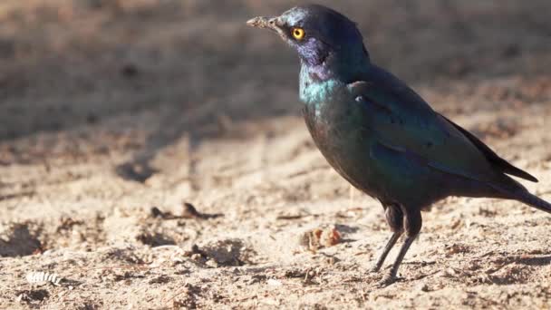 African Cape Starling Namibia Vista Vicino — Video Stock