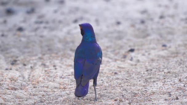 African Cape Starling Namibia Close View — Stock Video