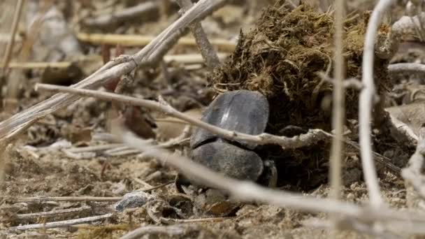 Namibian Dung Beetle Rolling Dung Widok Bliska — Wideo stockowe