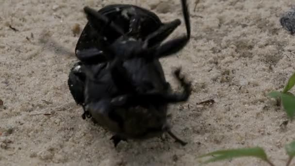 Escarabajo Estiércol Namibio Agachándose Cavando Estiércol — Vídeo de stock