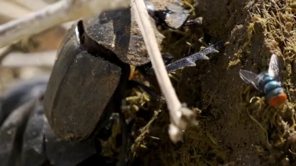 Escarabajos Del Estiércol Namibio Agachándose Cavando Estiércol — Vídeos de Stock