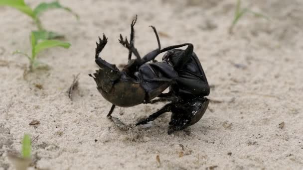 Escarabajo Estiércol Namibio Agachándose Cavando Estiércol — Vídeos de Stock