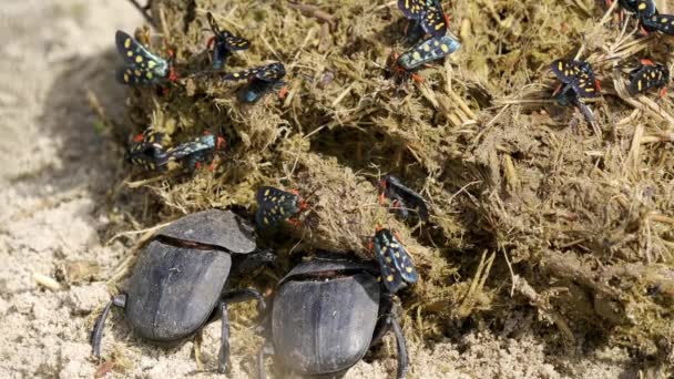 Namibiska Dyngbaggar Crouching Och Gräva Dynga — Stockvideo