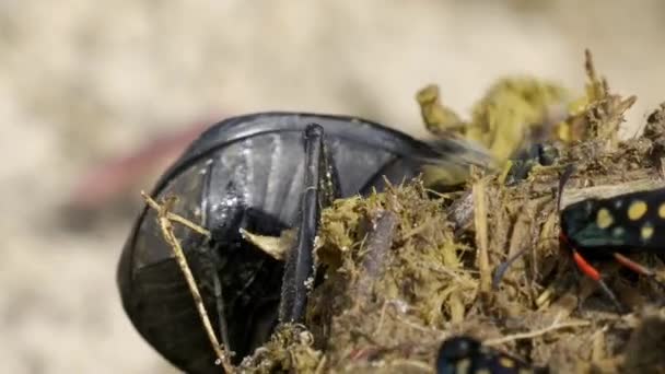 Namibische Mestkevers Hurken Graven Mest — Stockvideo