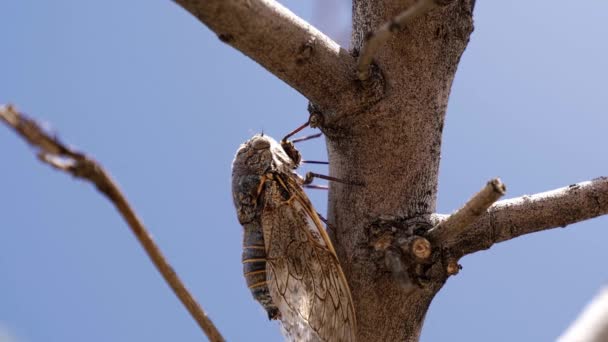 Namibische Cicada Maakt Luide Geluiden Close — Stockvideo