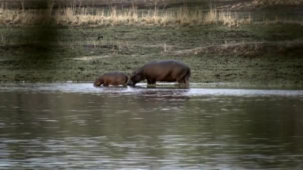 Betande Flodhäst Okavangofloden — Stockvideo