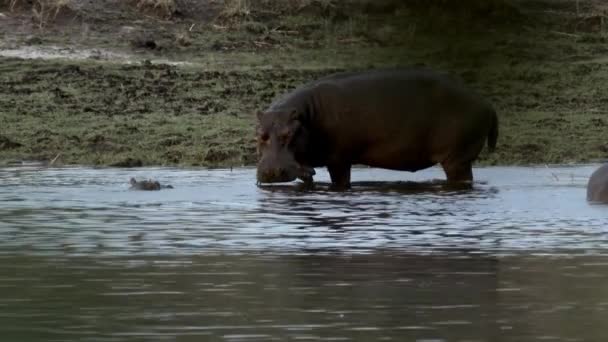 Grazing Hippo Okavango River — Stock Video
