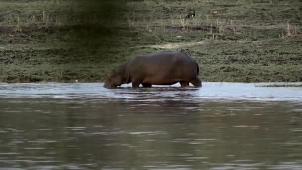 Grasende Flusspferde Okavango Fluss — Stockvideo