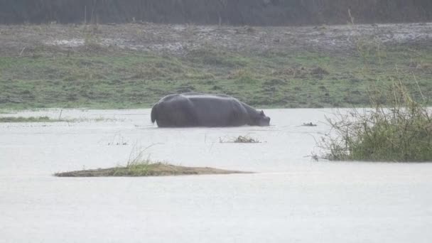 Grazing Hippo Rio Okavango — Vídeo de Stock