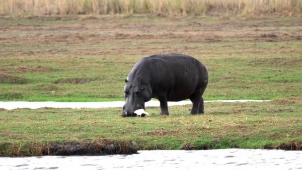 Grazing Hipopótamo Río Okavango — Vídeo de stock