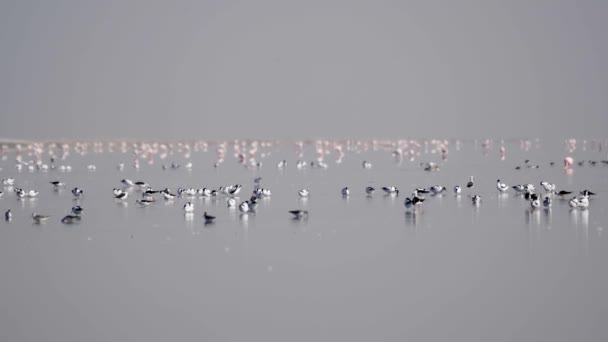 Santuario Aves Walvis Bay Namibia — Vídeos de Stock
