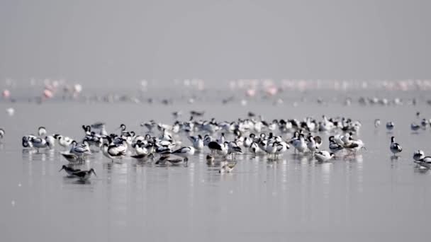 Fågelliv Fågelreservat Walvis Bay Namibia — Stockvideo