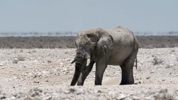 Etoşa Ulusal Parkı Ndaki Filler Namibya — Stok video