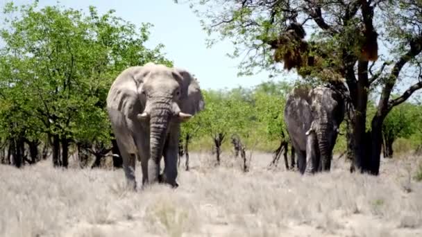 Elefanti Nel Parco Nazionale Etosha Namibia — Video Stock