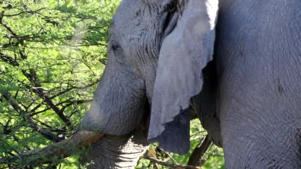 Elefantes Parque Nacional Etosha Namibia — Vídeo de Stock