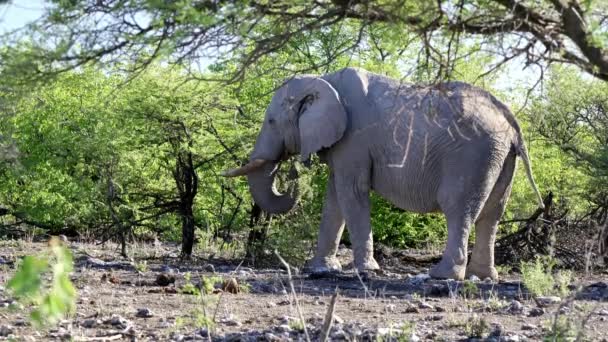 Слоны Национальном Парке Этоша Намибия — стоковое видео