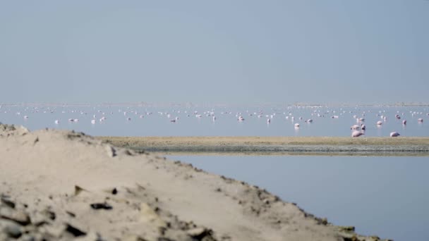 Flamingos Santuário Pássaros Walvis Bay Namíbia — Vídeo de Stock