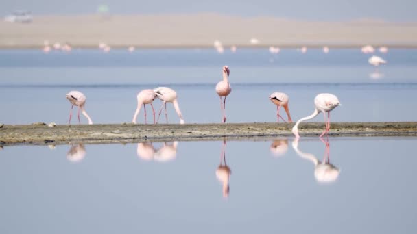 Flamencos Santuario Aves Walvis Bay Namibia — Vídeos de Stock