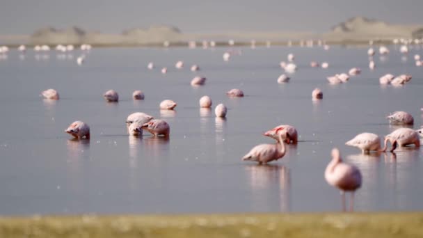 Flamants Roses Refuge Oiseaux Walvis Bay Namibie — Video