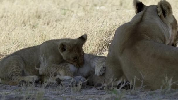 Οικογένεια Λιονταριών Στο Εθνικό Πάρκο Etosha — Αρχείο Βίντεο