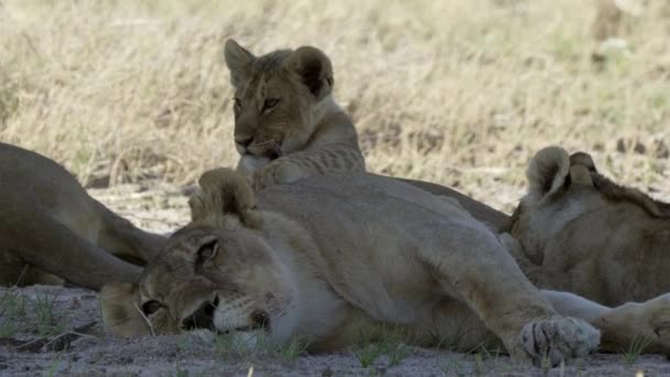Lion Family Etosha National Park — Stock Video