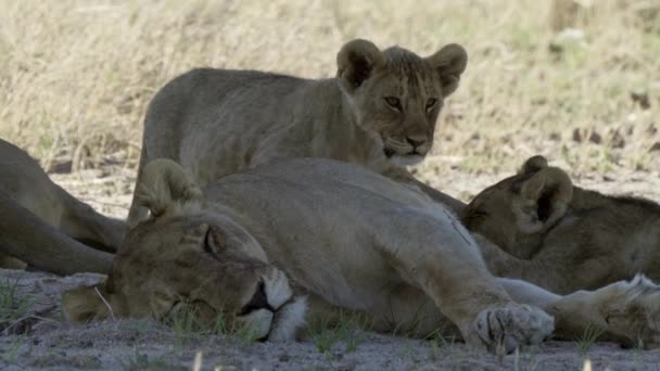 Leeuwenfamilie Het Etosha National Park — Stockvideo