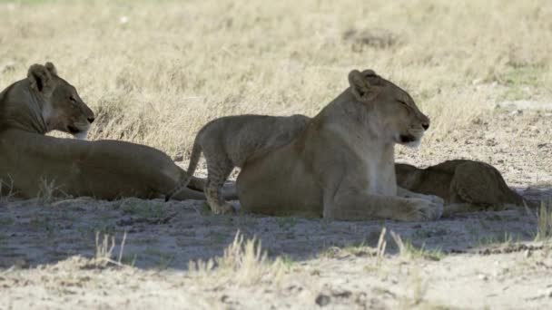 Løvefamilien Etosha Nasjonalpark – stockvideo