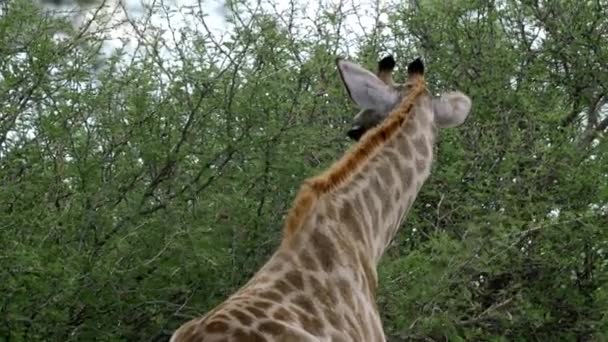 Намибийский Жираф Природе — стоковое видео